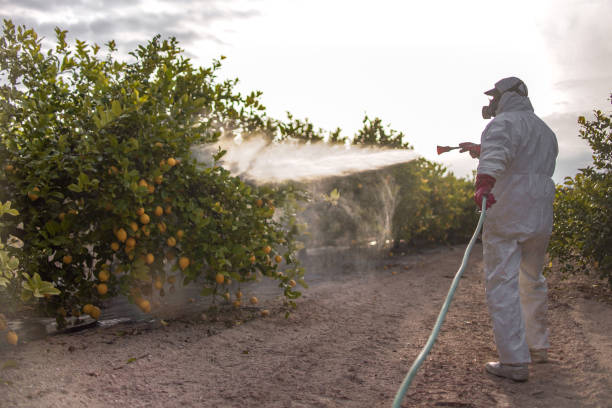 Best Insect Control  in Mesa Del Caballo, AZ